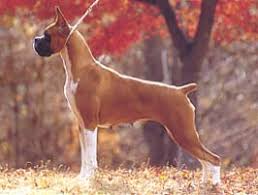 犬を家族に迎える前に